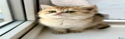 British Shorthair cats for sale: Golden odd eye BSH kitten - Advert 9