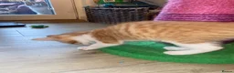 Mixed Breed cats for sale: Beautiful Ginger Kittens!  in London - Advert 24