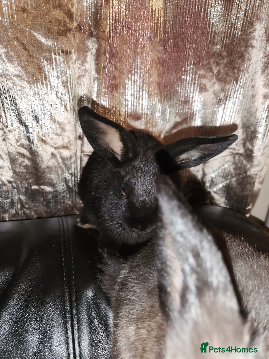 Rex rabbits for sale: Beautiful Rex and Mini lop cross breed 🐰 bunny's  - Image 6