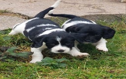 English Springer Spaniel dogs for sale: Quality Spaniel Litter at Sandaharr  - Image 17