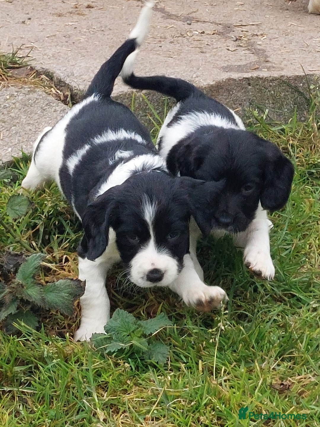 English Springer Spaniel dogs for sale: Quality Spaniel Litter at Sandaharr  - Image 17