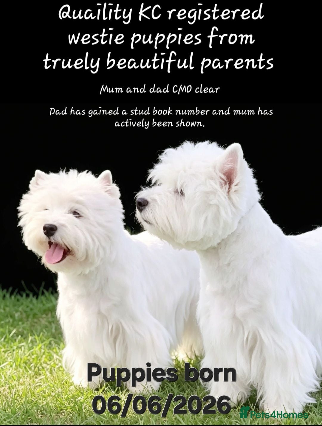 West Highland Terrier dogs KC, quality, true to type westie puppies  - Advert 3
