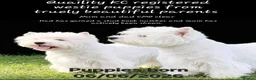 West Highland Terrier dogs for sale: KC, quality, true to type westie puppies  - Advert 1