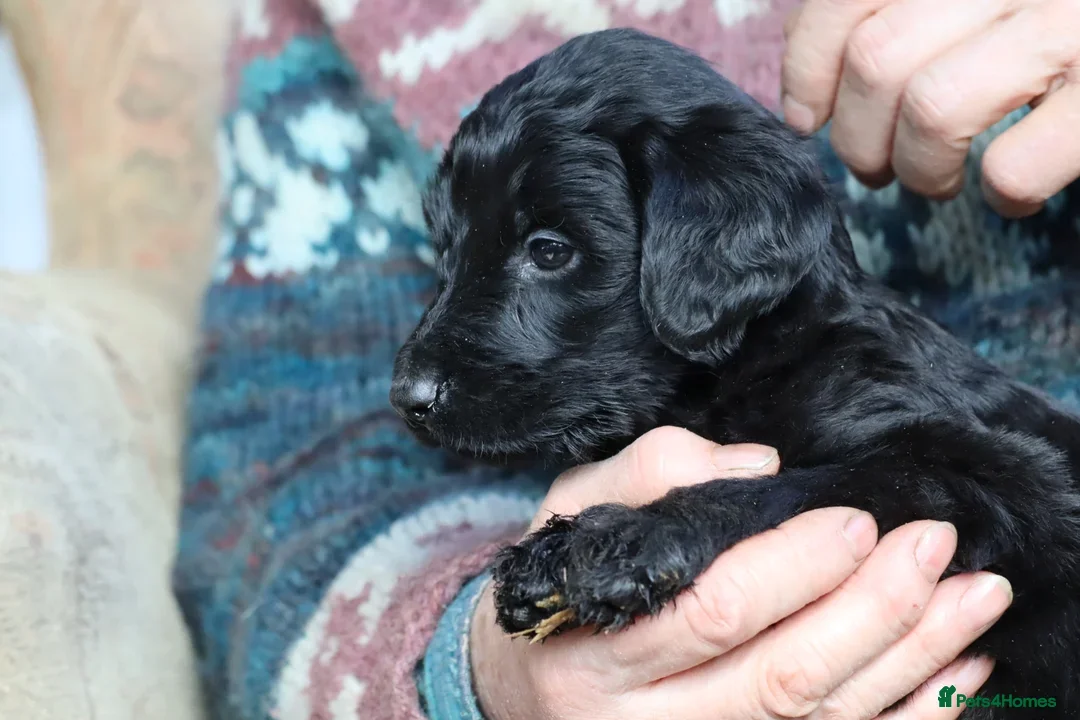 Labradoodle dogs for sale: F3 Labradoodle Puppies Licenced Breeder - Image 2