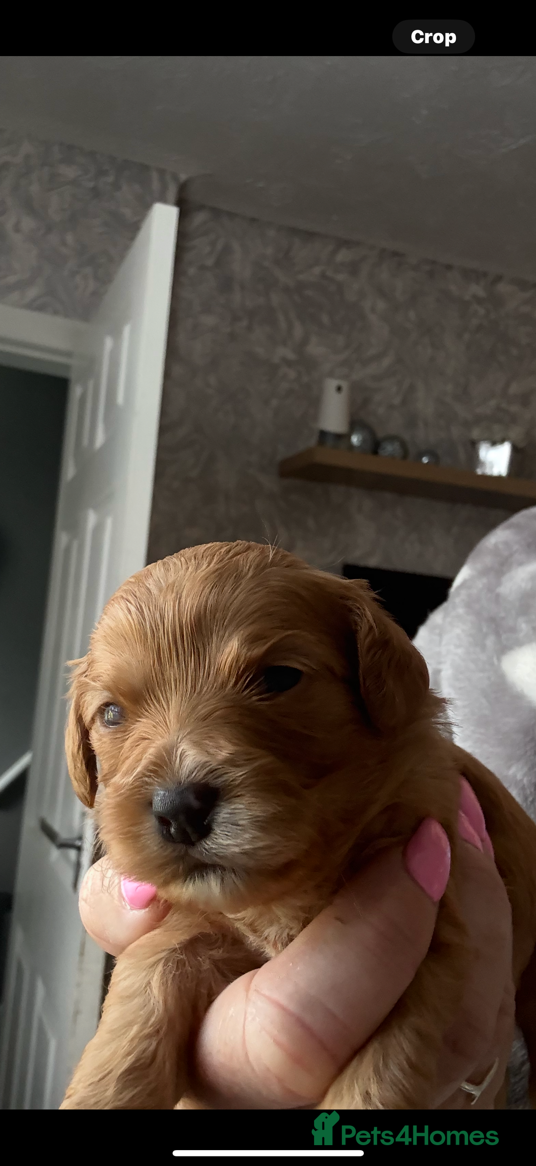 Mixed Breed dogs for sale: Cavapoochon Puppies ** 3 Girls remaining ** - Image 27