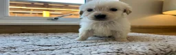 Golden Retriever dogs for sale: Our beautiful golden retriever pups - Advert 31