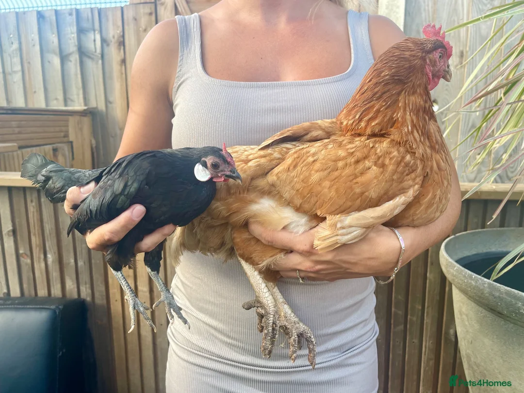 Hens poultry for sale: miniature rosecomb chickens - Advert 3