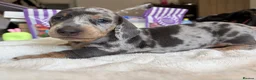 Miniature Dachshund dogs for sale: Beautiful miniature dachshund puppies  - Advert 3