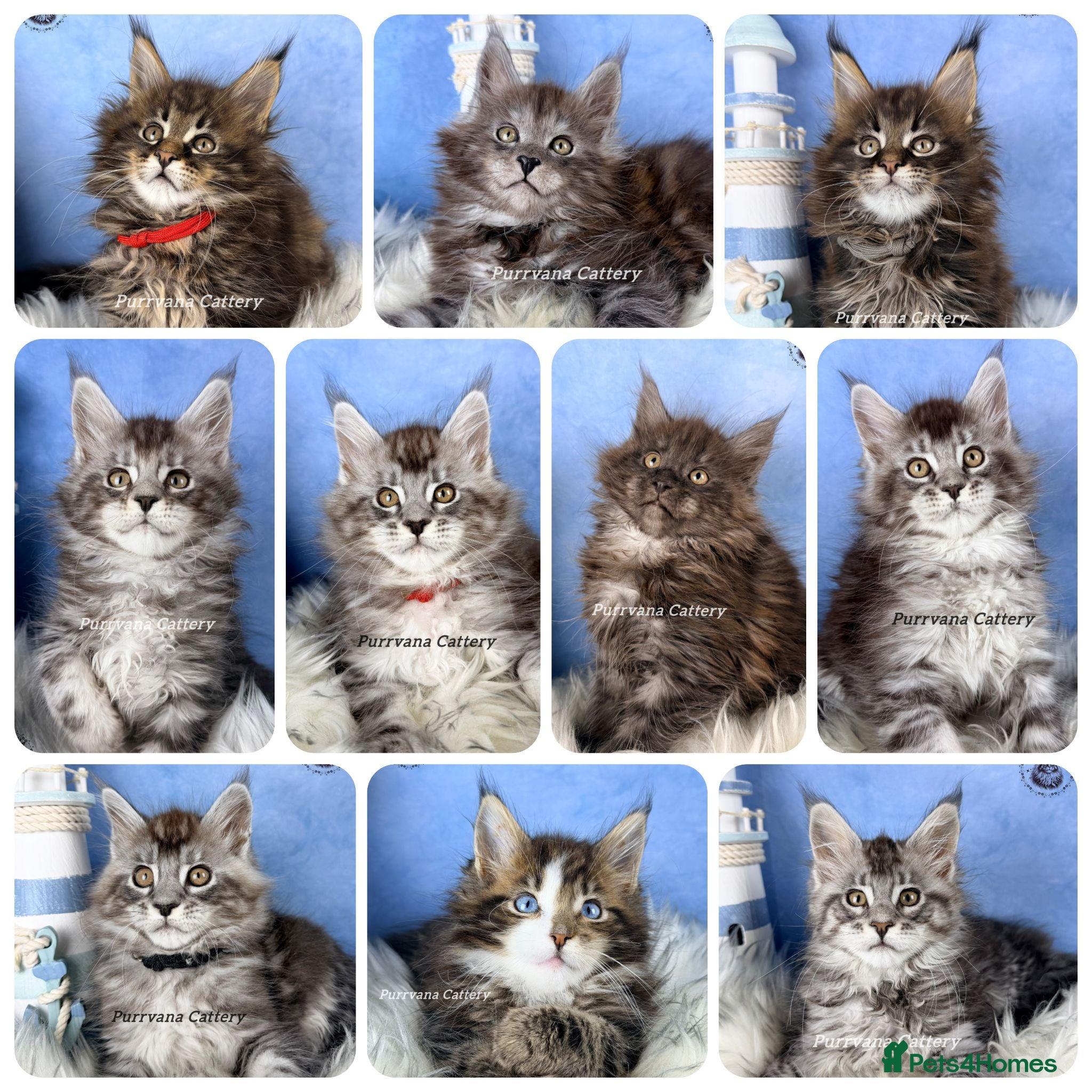 Maine Coon cats TICA registered adorable Maine coon kittens - Advert 1