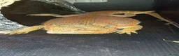 Bearded Dragon reptiles for sale: Breaded dragon for sale in Chippenham - Advert 2