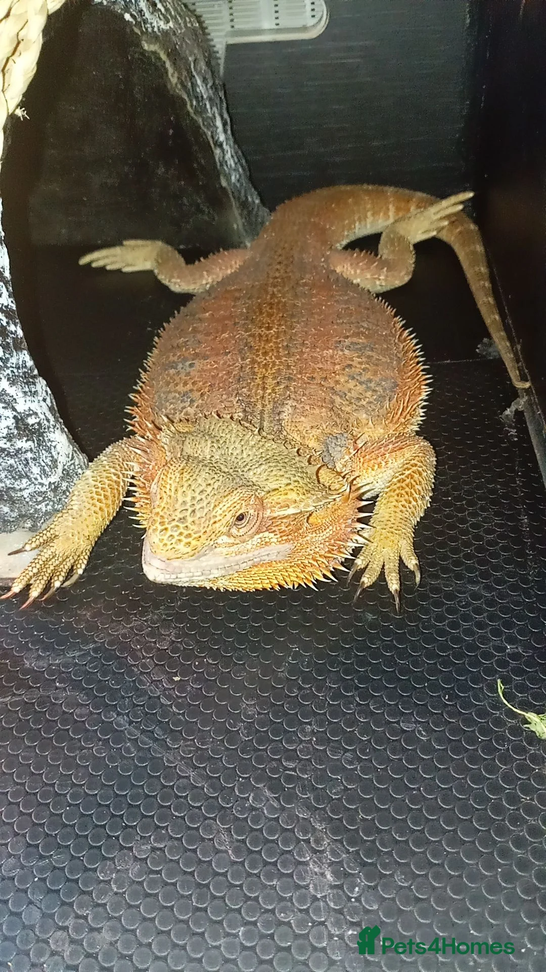 Bearded Dragon reptiles for sale: Breaded dragon for sale in Chippenham - Advert 2