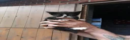 Mixed Breed cats for sale: Farm / stable kittens for sale in Durham - Advert 6