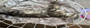 Tabby girl
