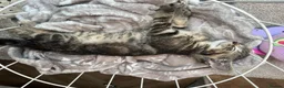 Mixed Breed cats for sale: All kittens reserved - Advert 4