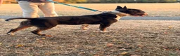 English Bull Terrier dogs for stud: Tri English bull terrier stud proven - Advert 11