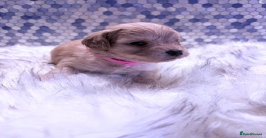 Maltipoo dogs F1 Maltipoo 🧸 fully DNA and Health Tested  - Advert 15