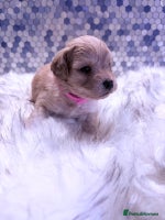 Maltipoo dogs F1 Maltipoo 🧸 fully DNA and Health Tested - Advert 2