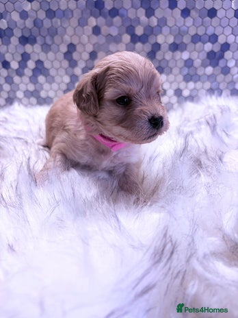 Maltipoo dogs F1 Maltipoo 🧸 fully DNA and Health Tested - Advert 15