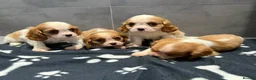 Cavalier King Charles Spaniel dogs for sale: 🐶King Charles cavalier puppy’s ⭐️⭐️⭐️⭐️⭐️ - Advert 8