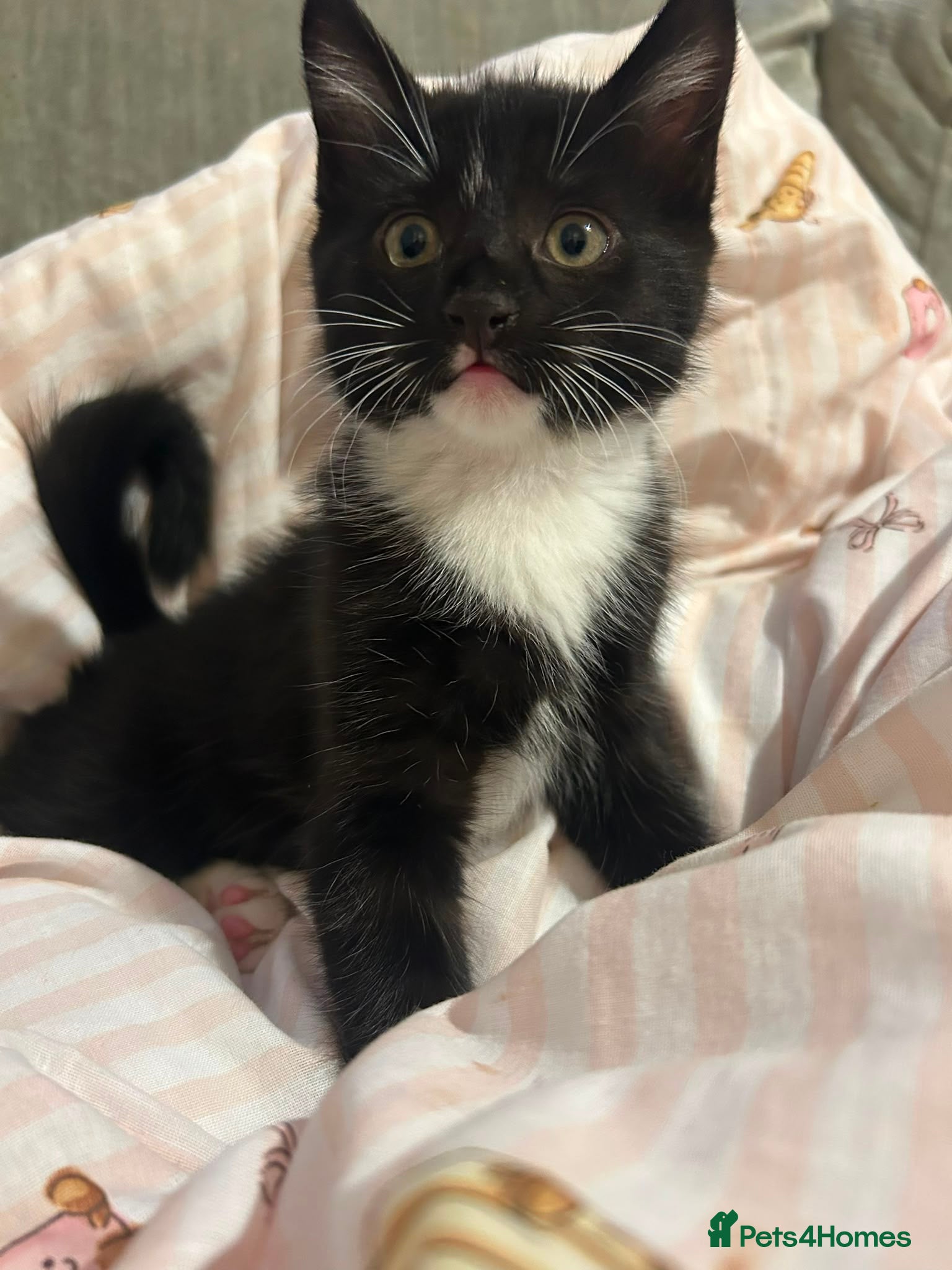 Mixed Breed cats Family kittens for sale  - Advert 7