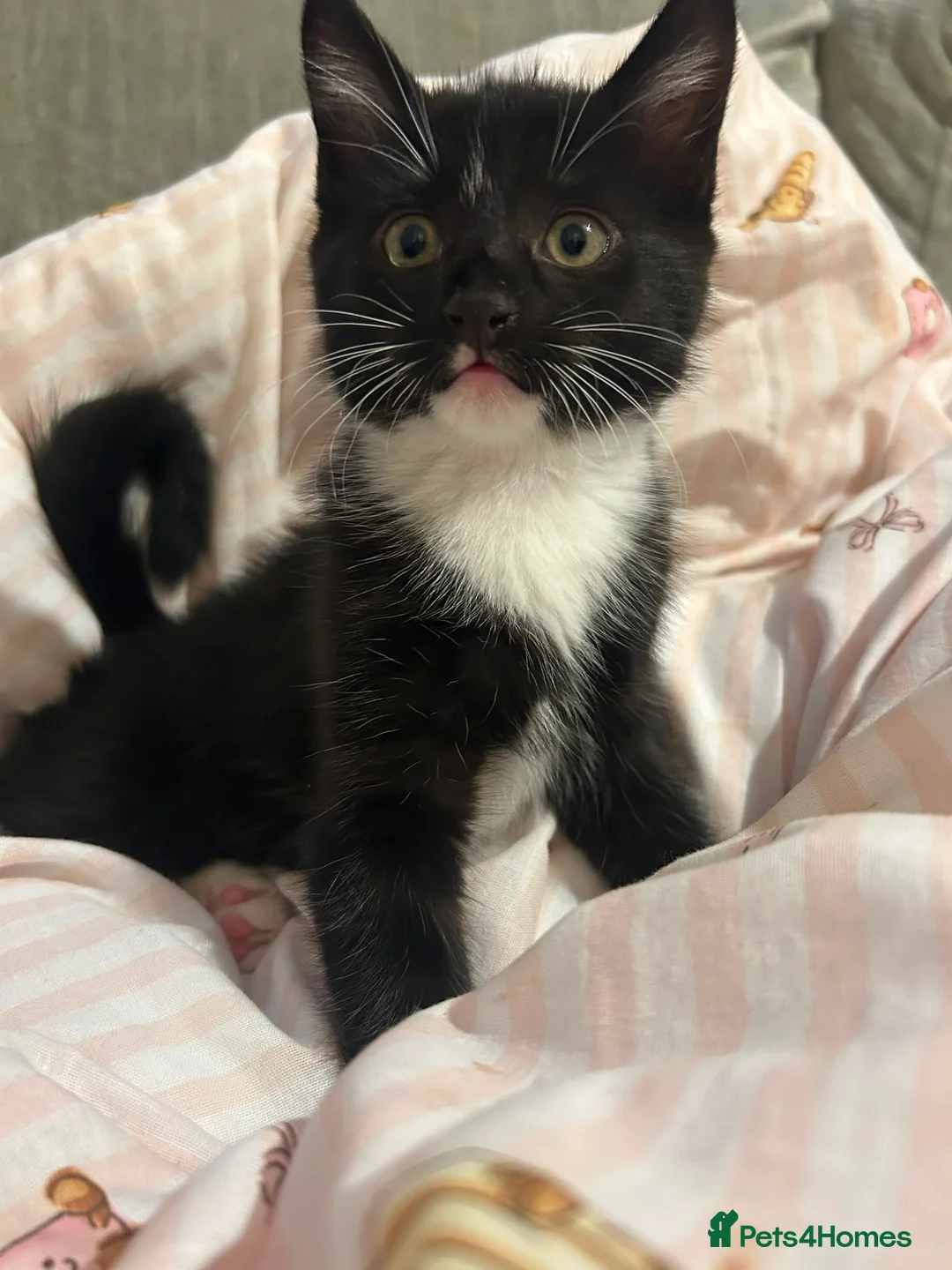 Mixed Breed cats for sale: Family kittens for sale  in Billingshurst - Advert 2