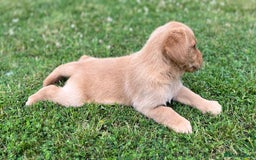 Goldador dogs for sale: Beautiful Chunky Goldador Puppies - Image 4