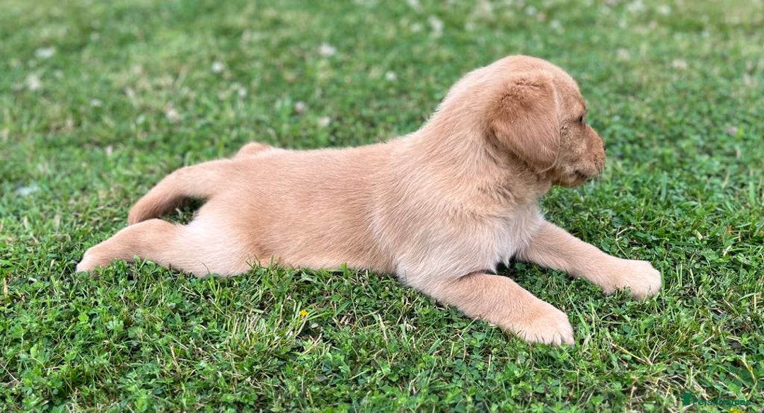 Goldador dogs for sale: Beautiful Chunky Goldador Puppies - Image 4