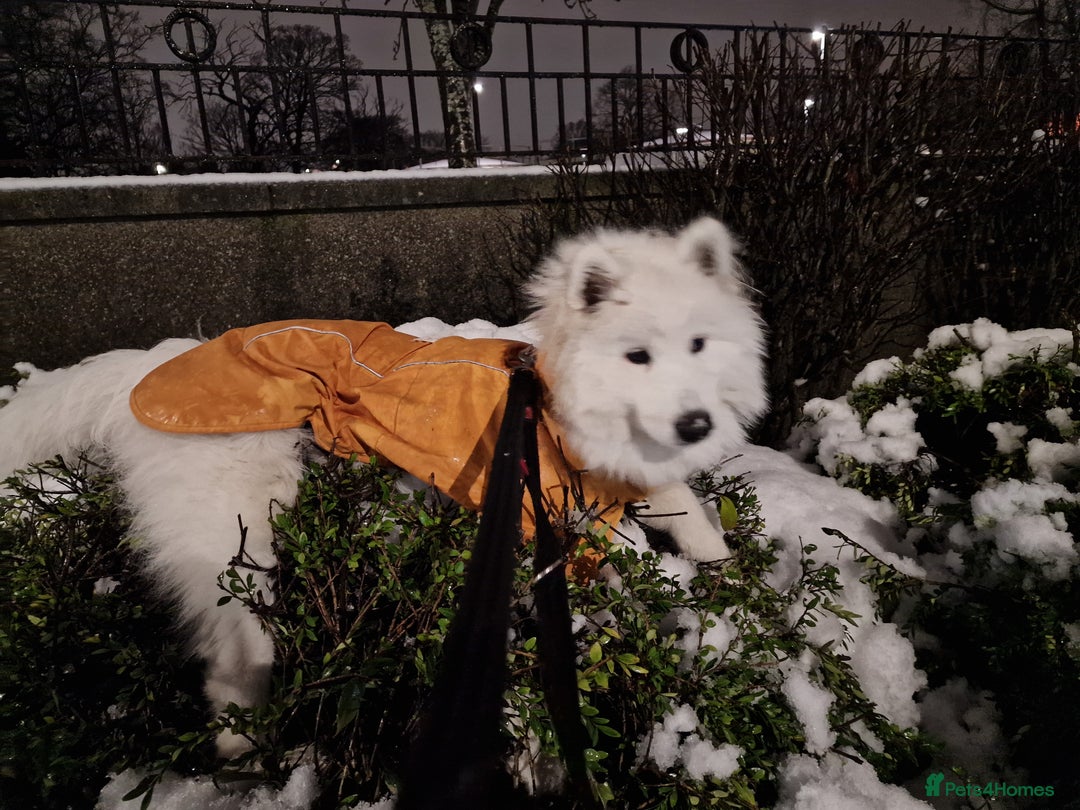 Samoyed dogs for sale: 7 month old Samoyed - Advert 4