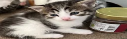 Mixed Breed cats for sale: Ready for their forever homes, 3 fluffy angels - Advert 8