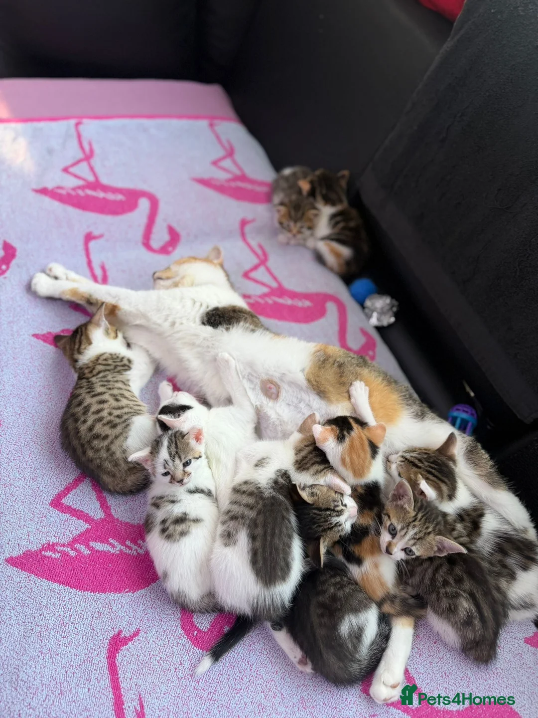 Domestic Shorthair cats for sale: Adorable Kittens Looking for Loving Homes! in Hounslow - Advert 1