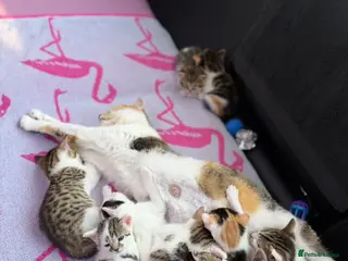 Domestic Shorthair cats Adorable Kittens Looking for Loving Homes! - Advert 15