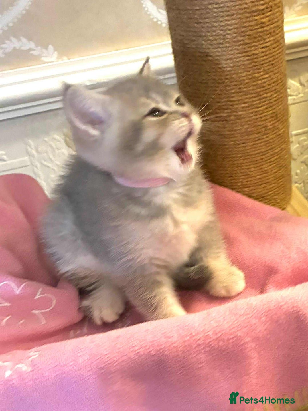 Scottish Fold cats for sale: 3 Scottish Fold Kittens for sale - Advert 4