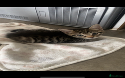 Mixed Breed cats for sale: Three beautiful kittens  - Image 6