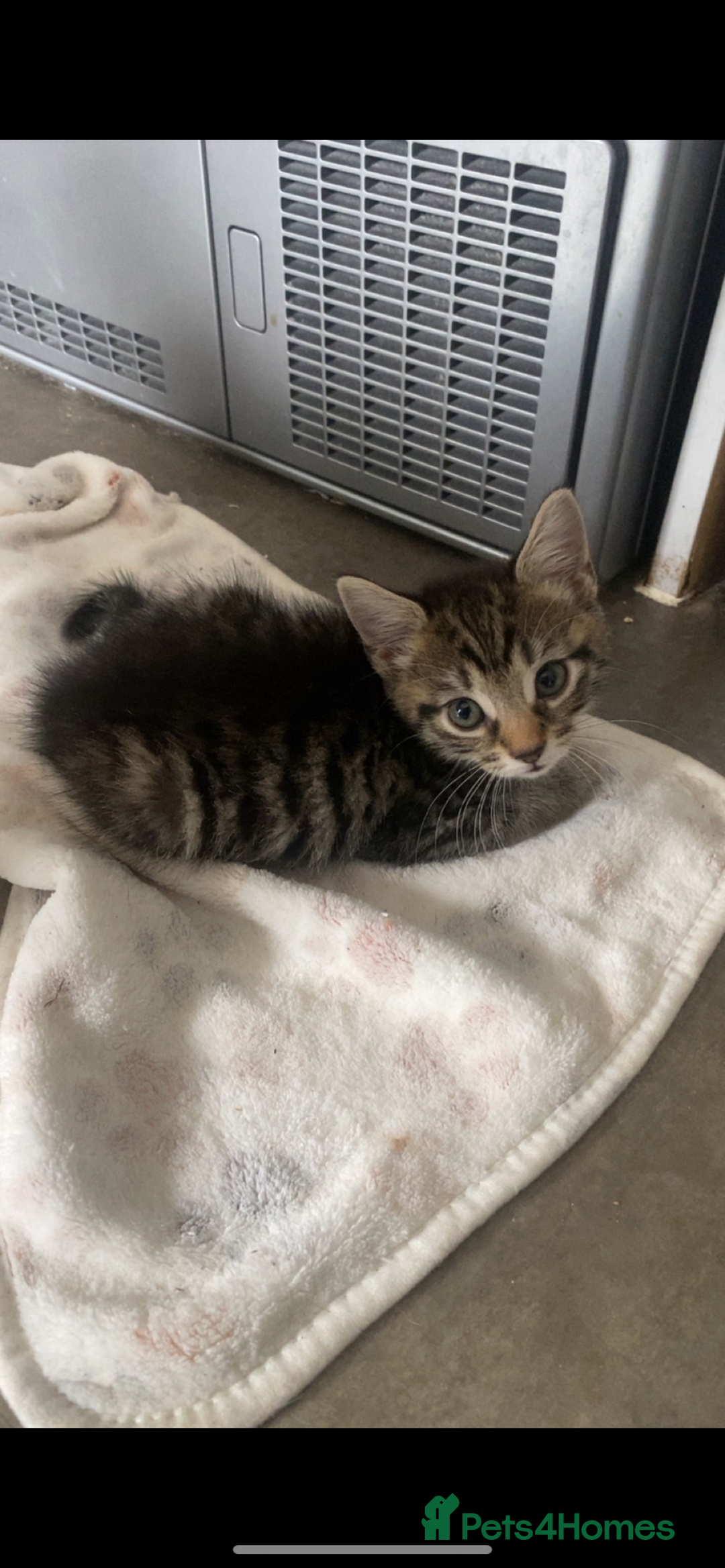 Mixed Breed cats for sale: Three beautiful kittens  - Image 6
