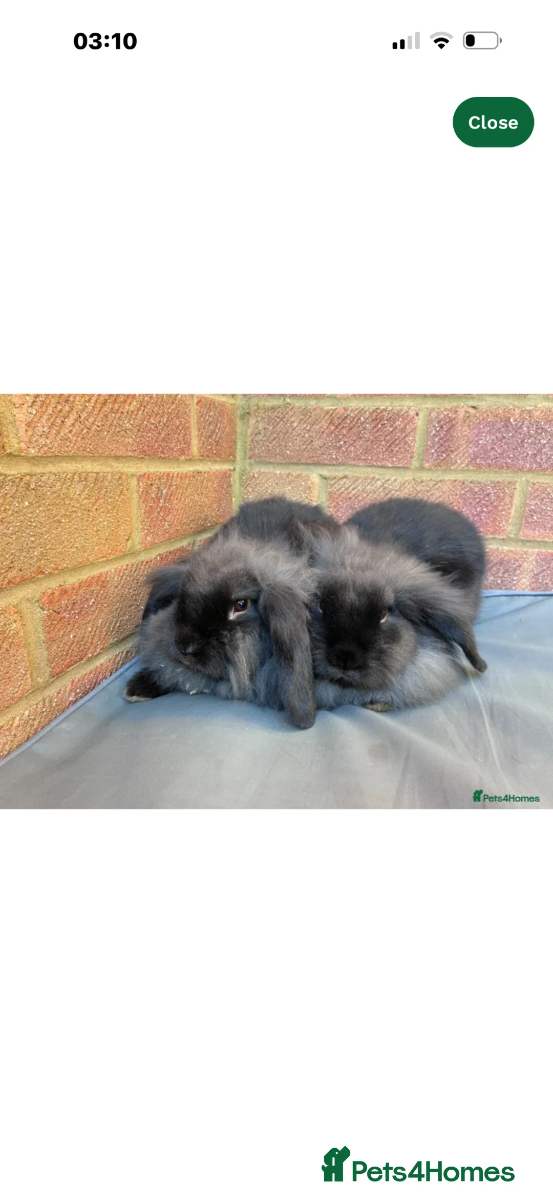 Mini Lion Lop rabbits for sale: Gorgeous lion head loop in Portsmouth - Advert 2