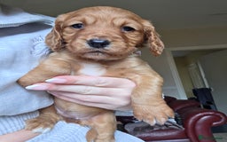 Cocker Spaniel dogs for sale: Working Cocker Spanial Puppies - Image 10