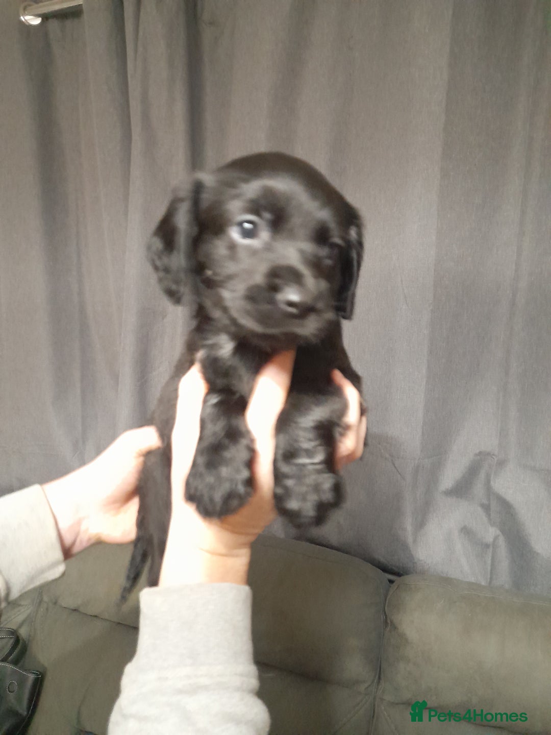 Springador dogs for sale: Springador puppys - Advert 7