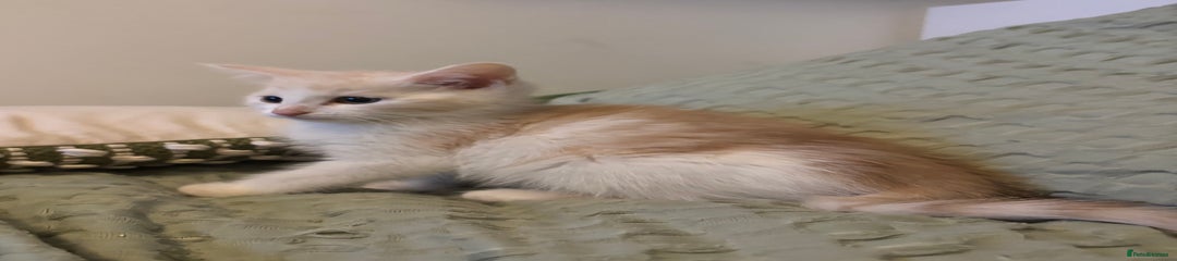 Ginger and white male 