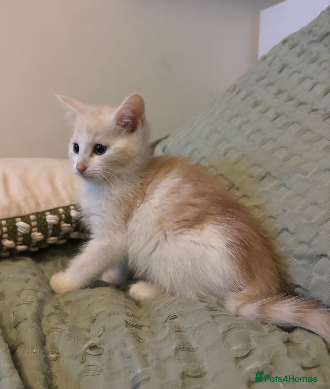 Maine Coon cats for sale: MAINE COON CROSS KITTENS - 1 POLYDACTYL  - Image 8