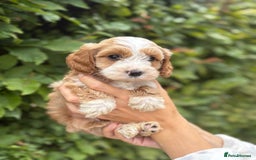 Cockapoo dogs for sale: Adorable F1 Cockapoo puppies - Image 4