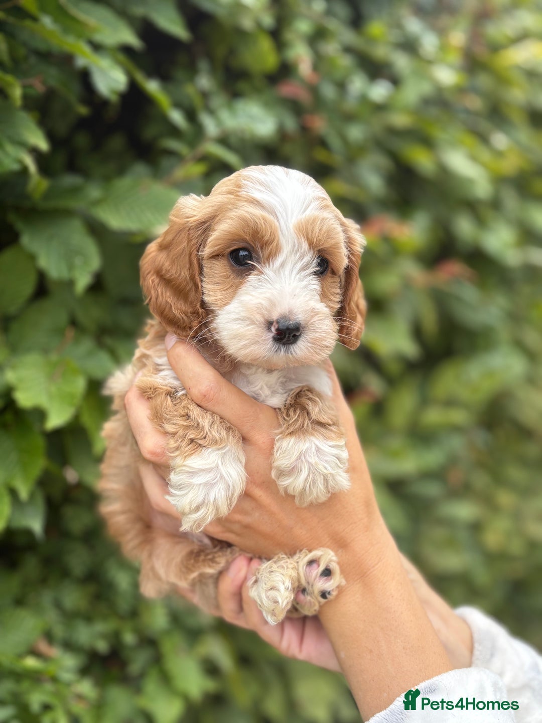 Cockapoo dogs for sale: Adorable F1 Cockapoo puppies - Image 4
