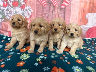 Labradoodle dogs Beautiful Miniature F1 Labradoodles - Advert 1