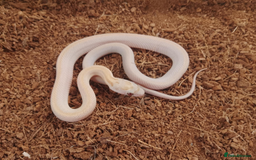 Corn Snake reptiles for sale: Beautiful & Handled Corn Snake Babies - Ready Now! - Image 3