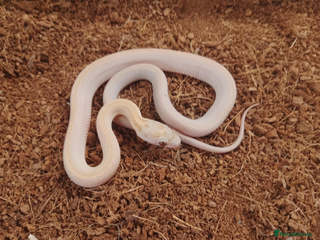 Corn Snake reptiles - Advert 36