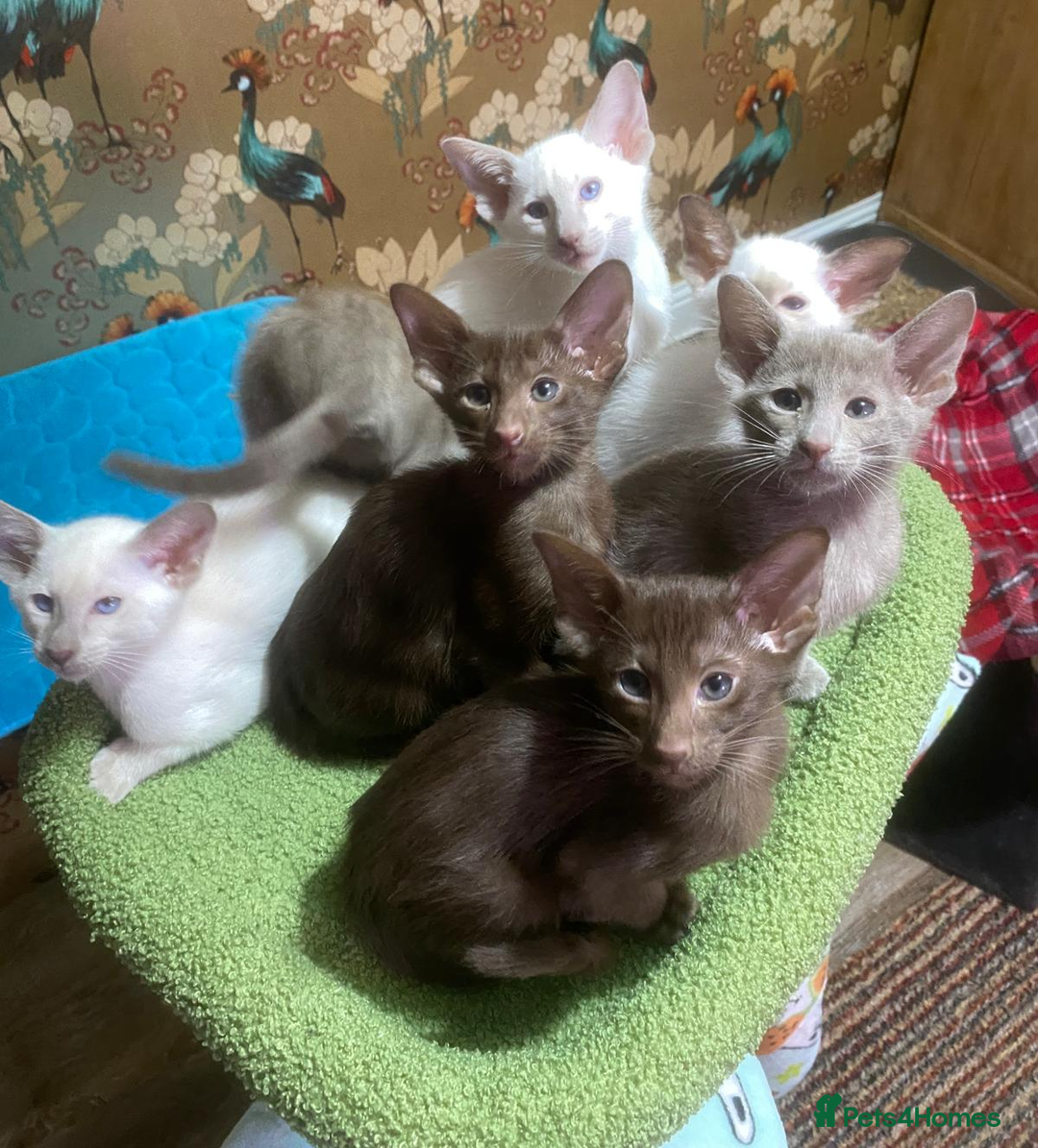 Oriental cats for sale: 7 GCCF Oriental & Siamese Kittens - Advert 12