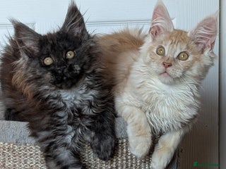 Maine Coon cats Tica registered Maine coon kittens - Advert 2