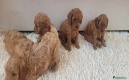 Cockapoo dogs for sale: 2nd generation cockapoo pups - Image 20