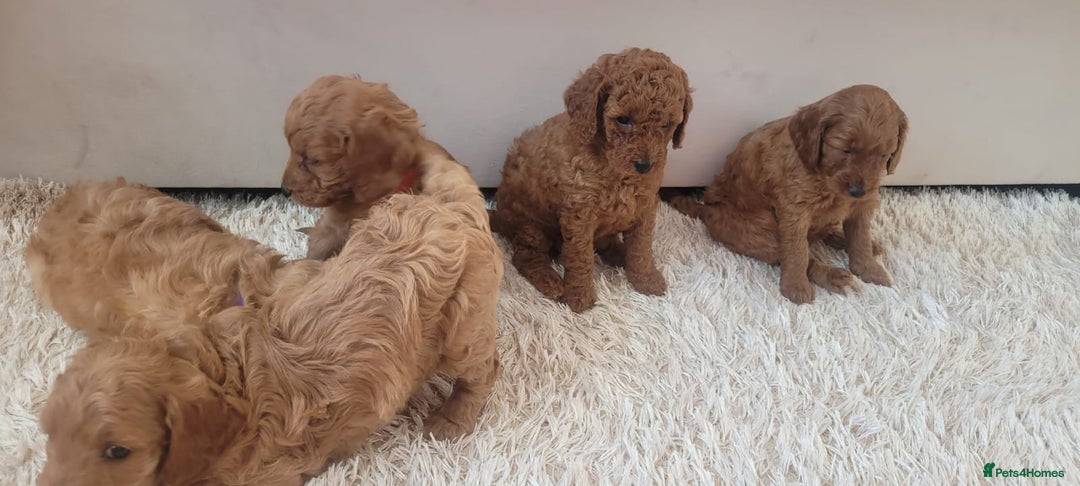 Cockapoo dogs for sale: 2nd generation cockapoo pups - Image 20
