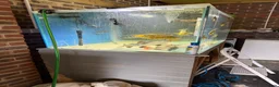 Other/Mixed Breed fish for sale: Closing down in Basingstoke - Advert 3
