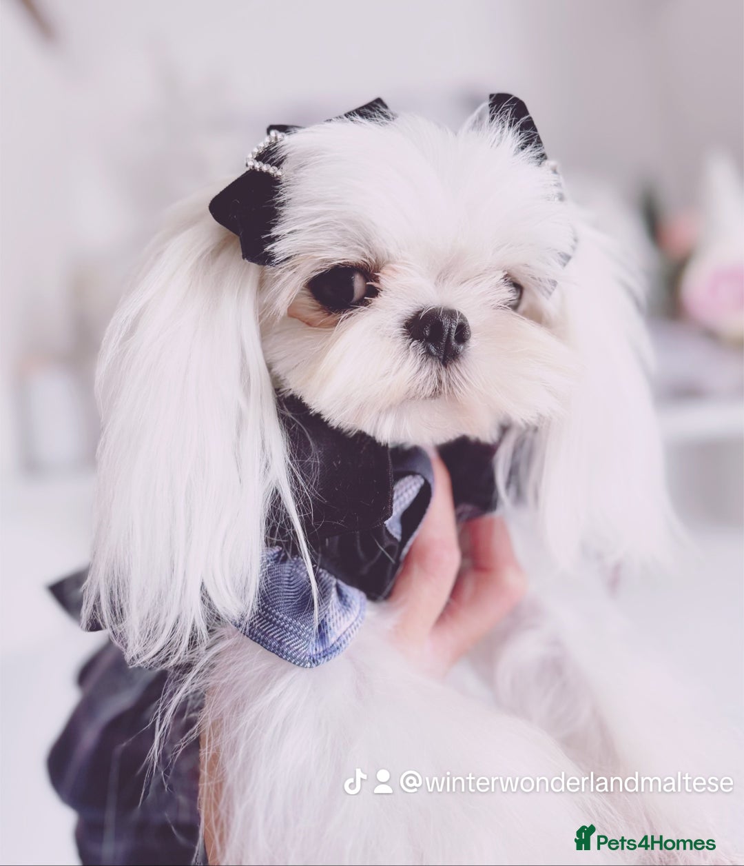 Maltese dogs for sale: 💙Gorgeous Tiny Full Korean Boy KC Reg💙 - Advert 5